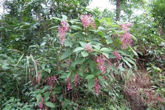 Oxyspora paniculata